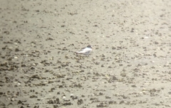 Sternula nereis davisae