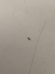 Linepithema humile