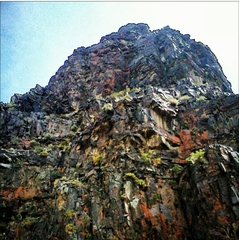 Xanthomendoza trachyphylla