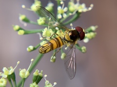 Allograpta obliqua