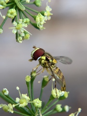 Allograpta obliqua