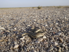 Orientocoluber spinalis