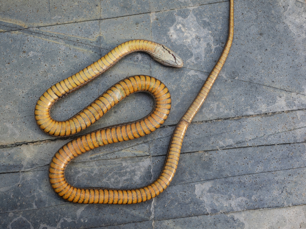 Mustard-Bellied Snake