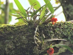 Image of Maxillaria horichii