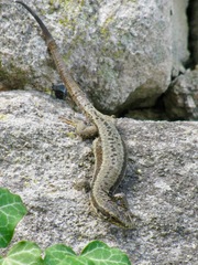 Podarcis muralis