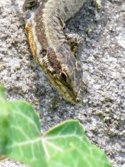 Podarcis muralis