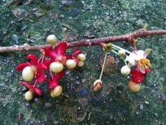 Brackenridgea australiana