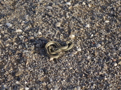 Orientocoluber spinalis