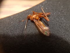 Ichneumonidae