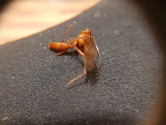 Ichneumonidae
