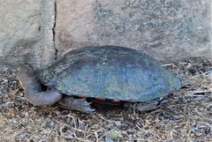 Chelodina longicollis
