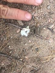 Geococcyx californianus