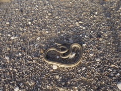 Psammophis lineolatus