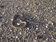 Psammophis lineolatus