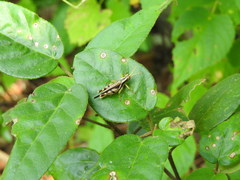Abracris dilecta
