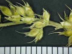 Echinochloa muricata microstachya
