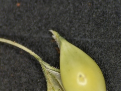 Echinochloa muricata microstachya