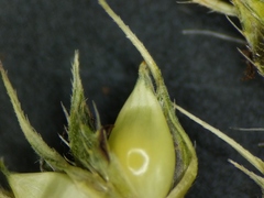 Echinochloa muricata microstachya