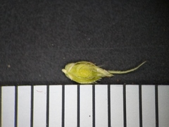 Echinochloa muricata microstachya