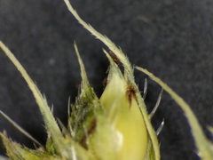 Echinochloa muricata microstachya