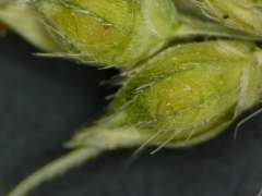 Echinochloa muricata microstachya