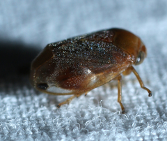 Clastoptera testacea