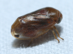 Clastoptera testacea