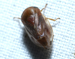 Clastoptera testacea