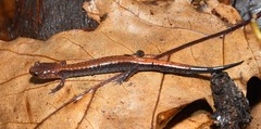 Plethodon sherando