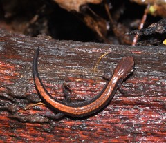 Plethodon sherando