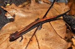 Plethodon sherando