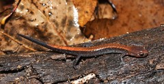 Plethodon sherando