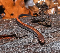 Plethodon sherando