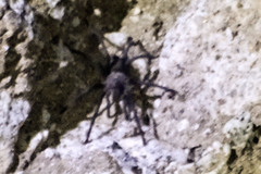 Aphonopelma xwalxwal