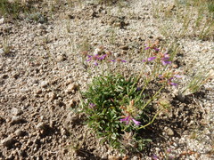 Penstemon heterodoxus heterodoxus