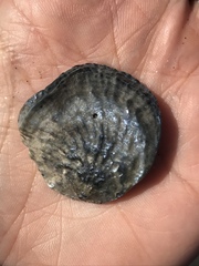 Pododesmus macrochisma