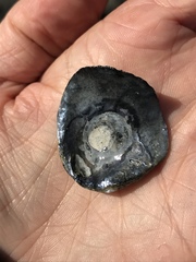 Pododesmus macrochisma