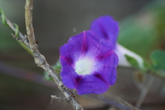 Ipomoea purpurea