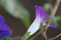 Ipomoea purpurea