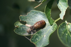 Insecta