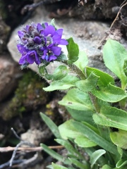 Veronica alpina