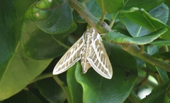 Hyles livornicoides