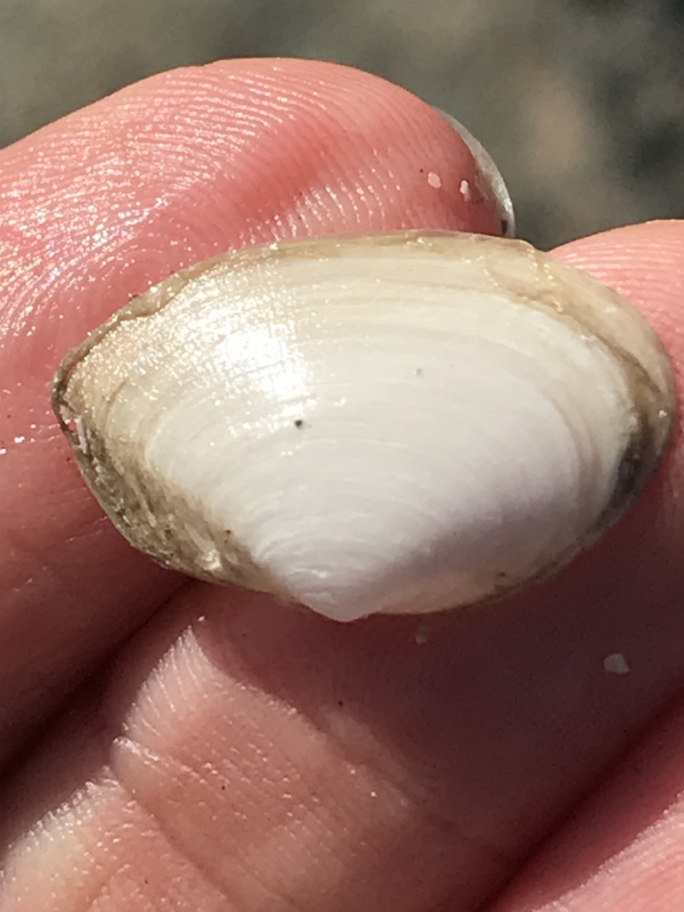 California softshell