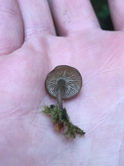 Hydropus marginellus