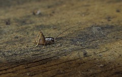 Pleioplectron simplex