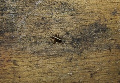 Pleioplectron simplex