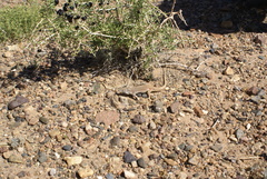 Eremias multiocellata