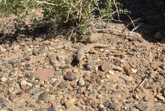 Eremias multiocellata