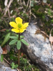 Ranunculus nivalis