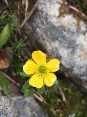 Ranunculus nivalis